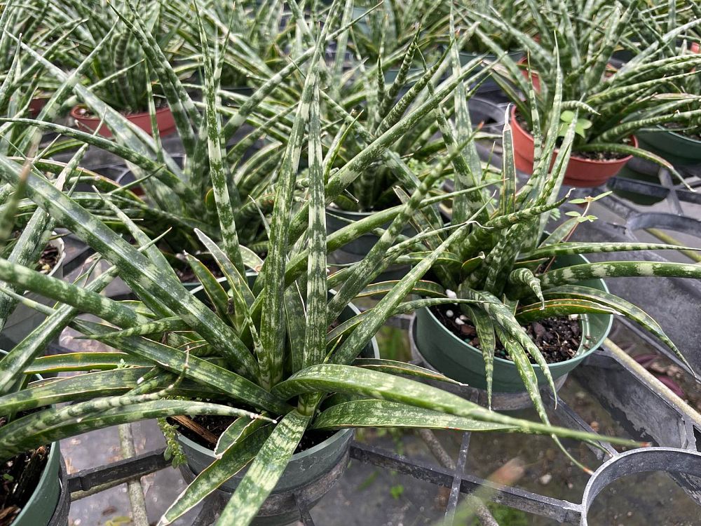 sansevieria-mikado-snake-plant-fernwood-mother-in-law-s-tongue-bowstring-hemp