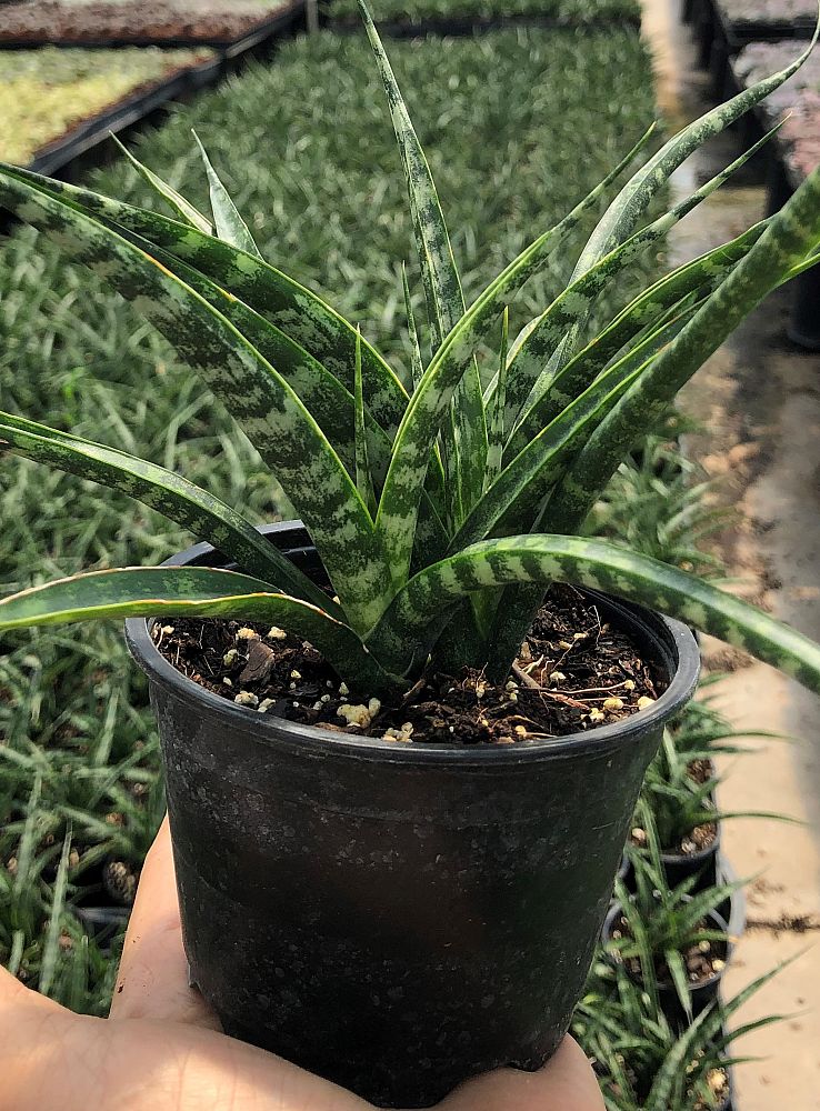 sansevieria-mikado-snake-plant-fernwood-mother-in-law-s-tongue-bowstring-hemp