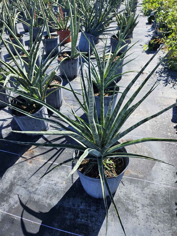 sansevieria-mikado-snake-plant-fernwood-mother-in-law-s-tongue-bowstring-hemp