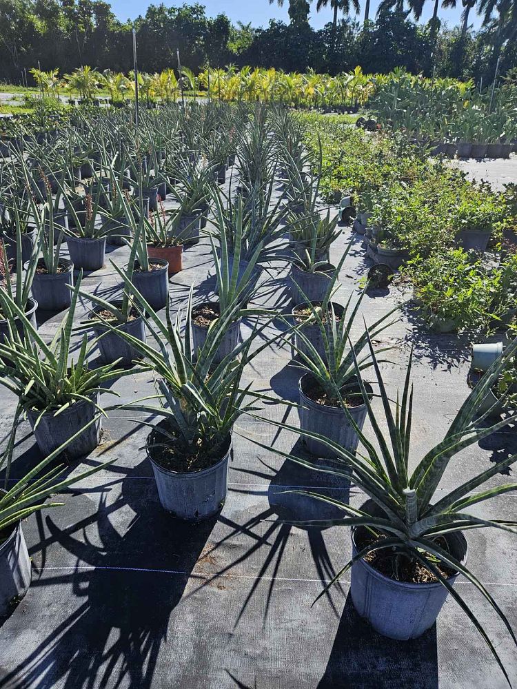 sansevieria-mikado-snake-plant-fernwood-mother-in-law-s-tongue-bowstring-hemp