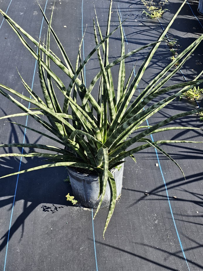 sansevieria-mikado-snake-plant-fernwood-mother-in-law-s-tongue-bowstring-hemp