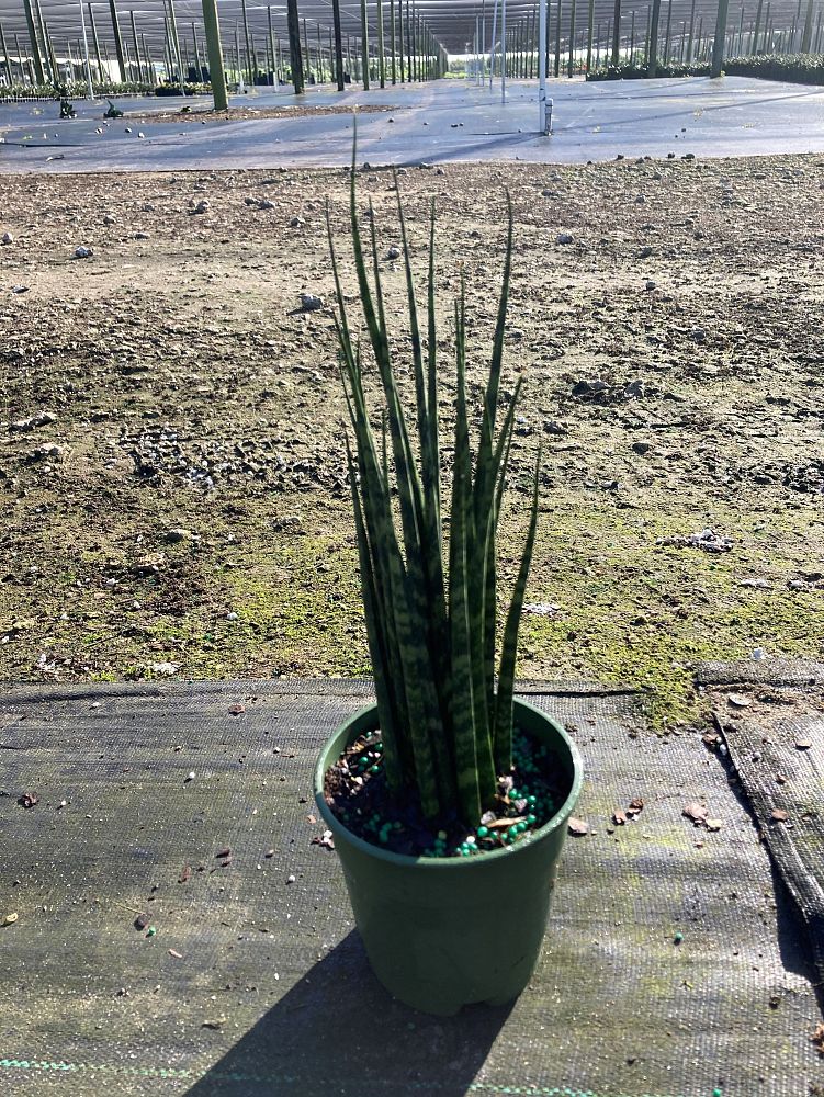 sansevieria-mikado-snake-plant-fernwood-mother-in-law-s-tongue-bowstring-hemp