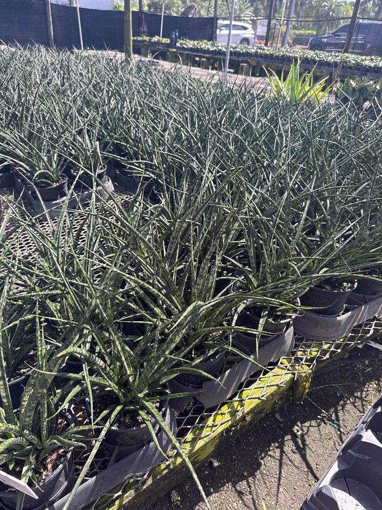 sansevieria-mikado-snake-plant-fernwood-mother-in-law-s-tongue-bowstring-hemp