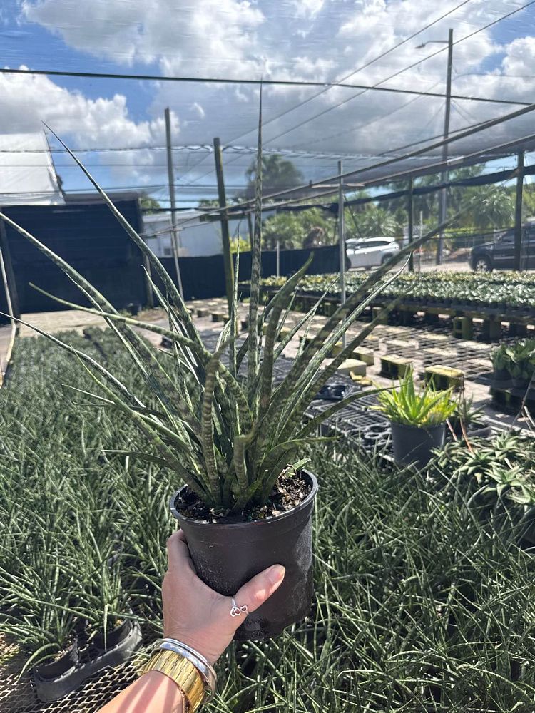 sansevieria-mikado-snake-plant-fernwood-mother-in-law-s-tongue-bowstring-hemp