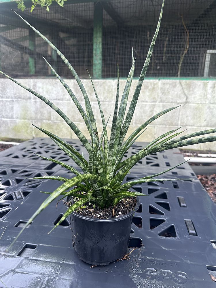 sansevieria-mikado-snake-plant-fernwood-mother-in-law-s-tongue-bowstring-hemp