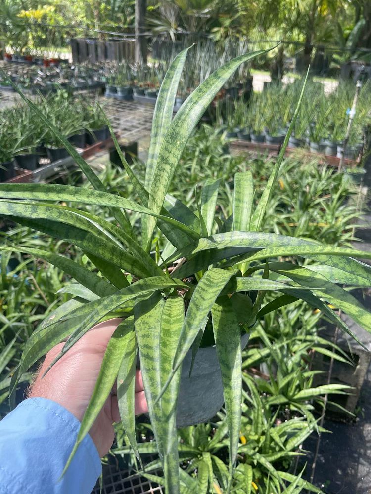 sansevieria-parva-snake-plant-mother-in-law-s-tongue-bowstring-hemp