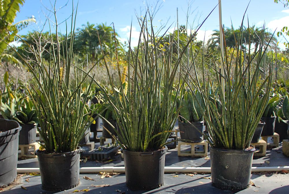 sansevieria-pearsonii-snake-plant-mother-in-law-s-tongue-bowstring-hemp