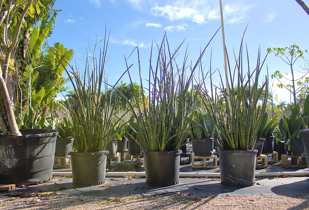 sansevieria-pearsonii-snake-plant-mother-in-law-s-tongue-bowstring-hemp