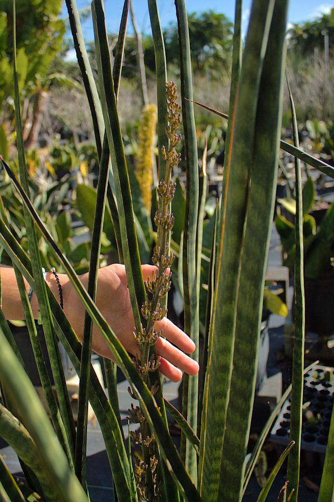 sansevieria-pearsonii-snake-plant-mother-in-law-s-tongue-bowstring-hemp