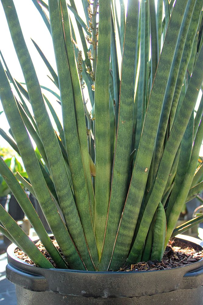 sansevieria-pearsonii-snake-plant-mother-in-law-s-tongue-bowstring-hemp