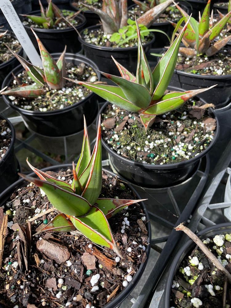 sansevieria-pinguicula-snake-plant-mother-in-law-s-tongue-bowstring-hemp