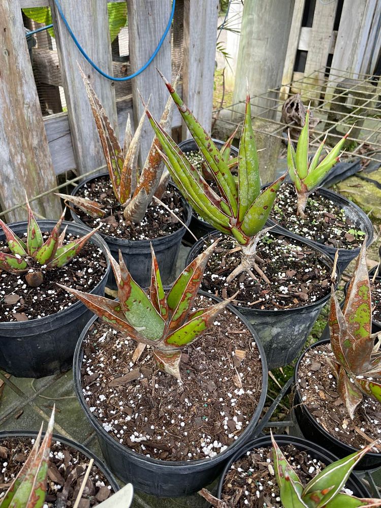 sansevieria-pinguicula-snake-plant-mother-in-law-s-tongue-bowstring-hemp