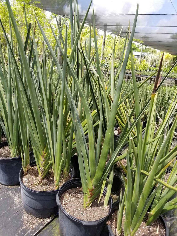 sansevieria-robusta-flatline-snake-plant-mother-in-law-s-tongue-bowstring-hemp