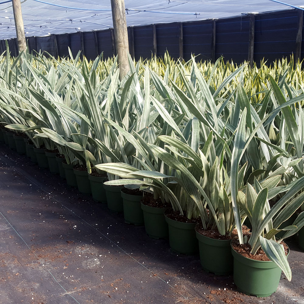 sansevieria-sayuri-snake-plant-mother-in-law-s-tongue-bowstring-hemp