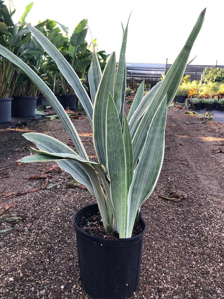 sansevieria-sayuri-snake-plant-mother-in-law-s-tongue-bowstring-hemp