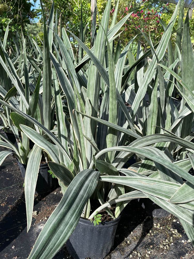 sansevieria-sayuri-snake-plant-mother-in-law-s-tongue-bowstring-hemp