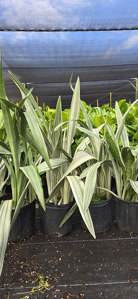 sansevieria-sayuri-snake-plant-mother-in-law-s-tongue-bowstring-hemp