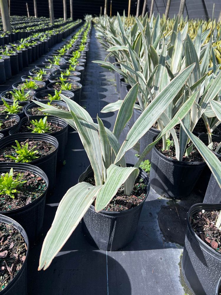 sansevieria-sayuri-snake-plant-mother-in-law-s-tongue-bowstring-hemp