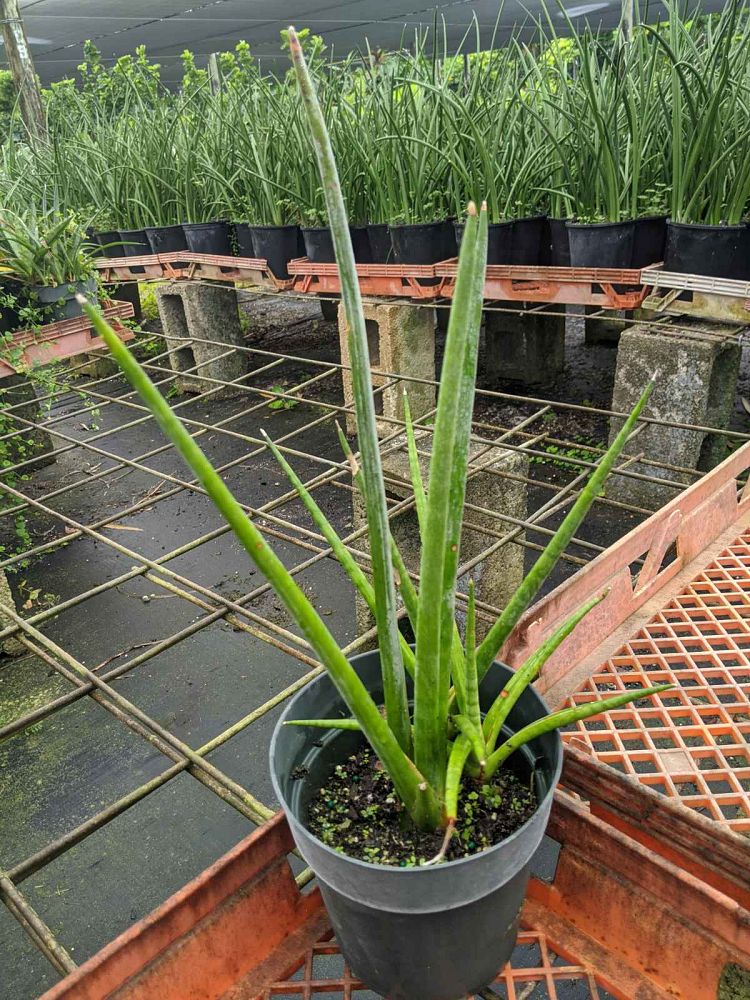sansevieria-schweinfurthii-snake-plant-mother-in-law-s-tongue-bowstring-hemp