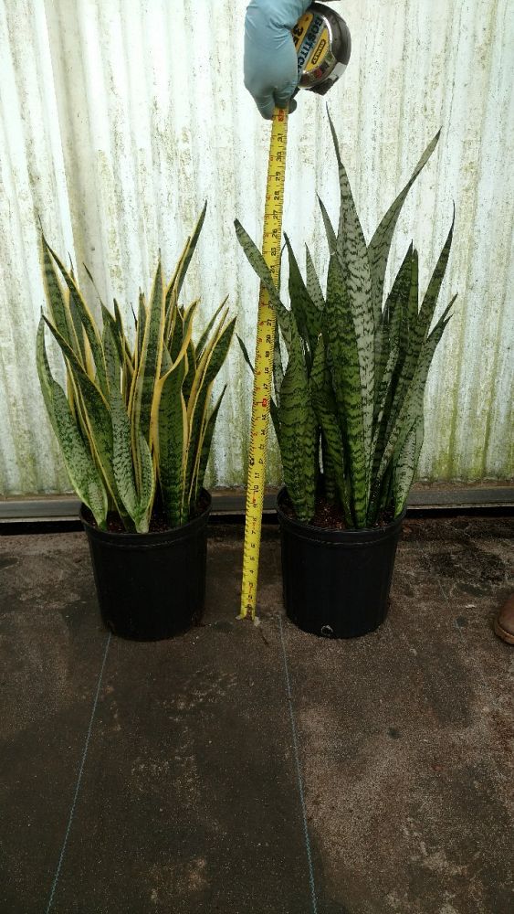 sansevieria-snake-plant-mother-in-law-s-tongue-bowstring-hemp
