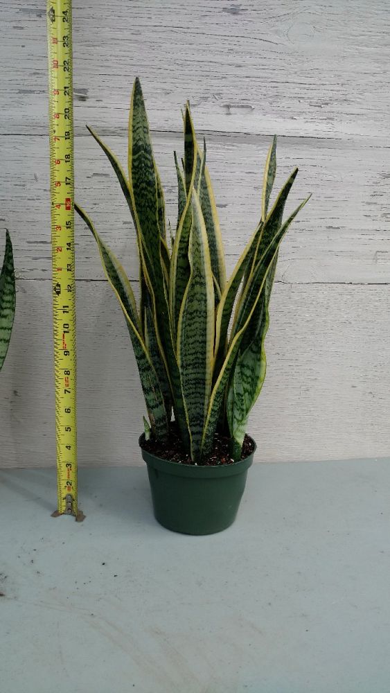 sansevieria-snake-plant-mother-in-law-s-tongue-bowstring-hemp