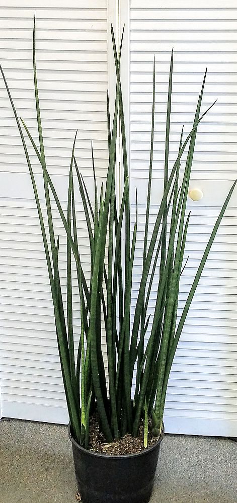 sansevieria-snake-plant-mother-in-law-s-tongue-bowstring-hemp