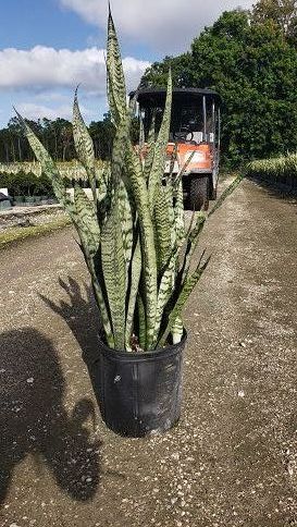 sansevieria-snake-plant-mother-in-law-s-tongue-bowstring-hemp
