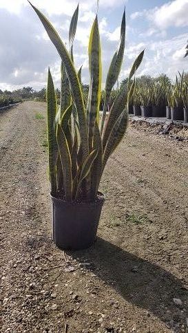 sansevieria-snake-plant-mother-in-law-s-tongue-bowstring-hemp