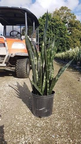 sansevieria-snake-plant-mother-in-law-s-tongue-bowstring-hemp