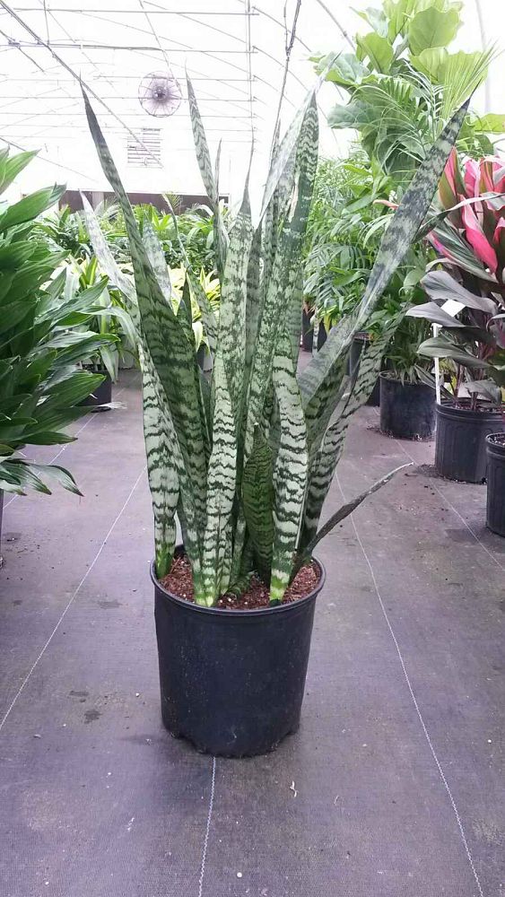 sansevieria-snake-plant-mother-in-law-s-tongue-bowstring-hemp