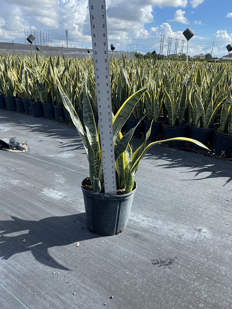 sansevieria-snake-plant-mother-in-law-s-tongue-bowstring-hemp