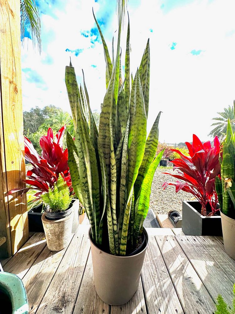 sansevieria-snake-plant-mother-in-law-s-tongue-bowstring-hemp