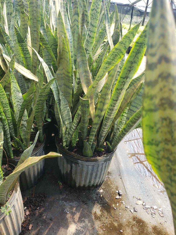 sansevieria-snake-plant-mother-in-law-s-tongue-bowstring-hemp
