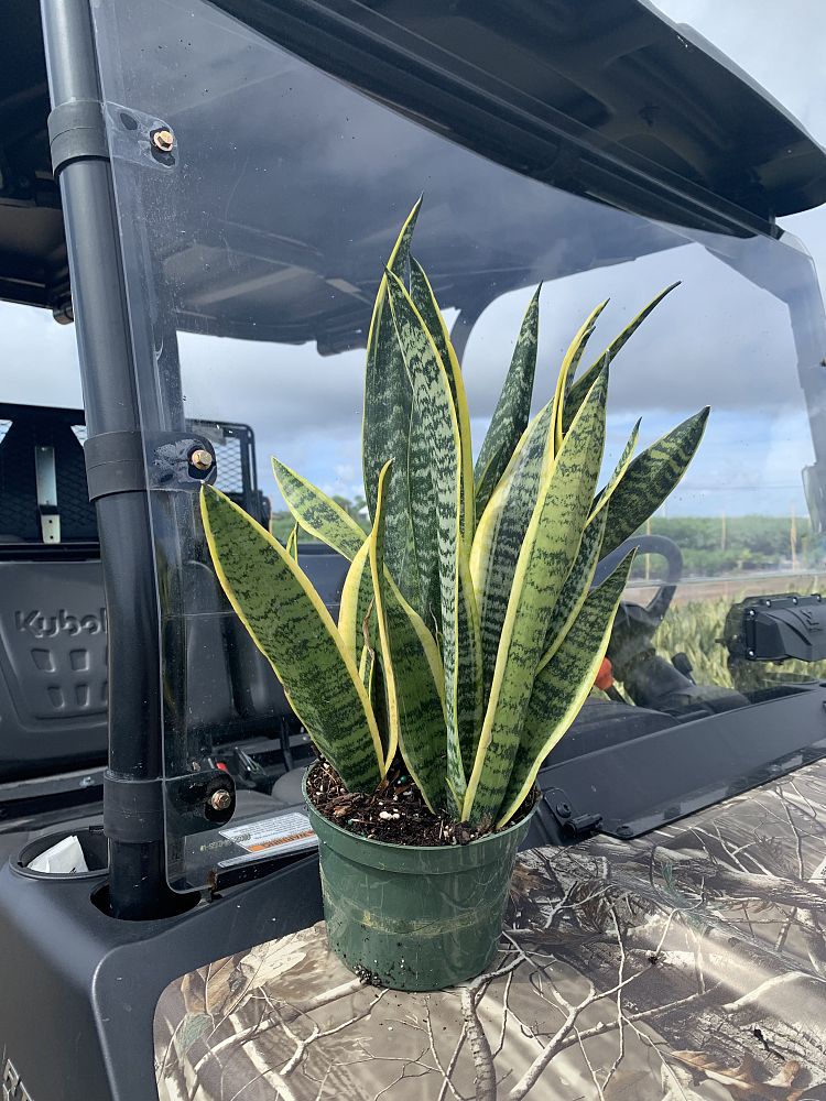 sansevieria-snake-plant-mother-in-law-s-tongue-bowstring-hemp