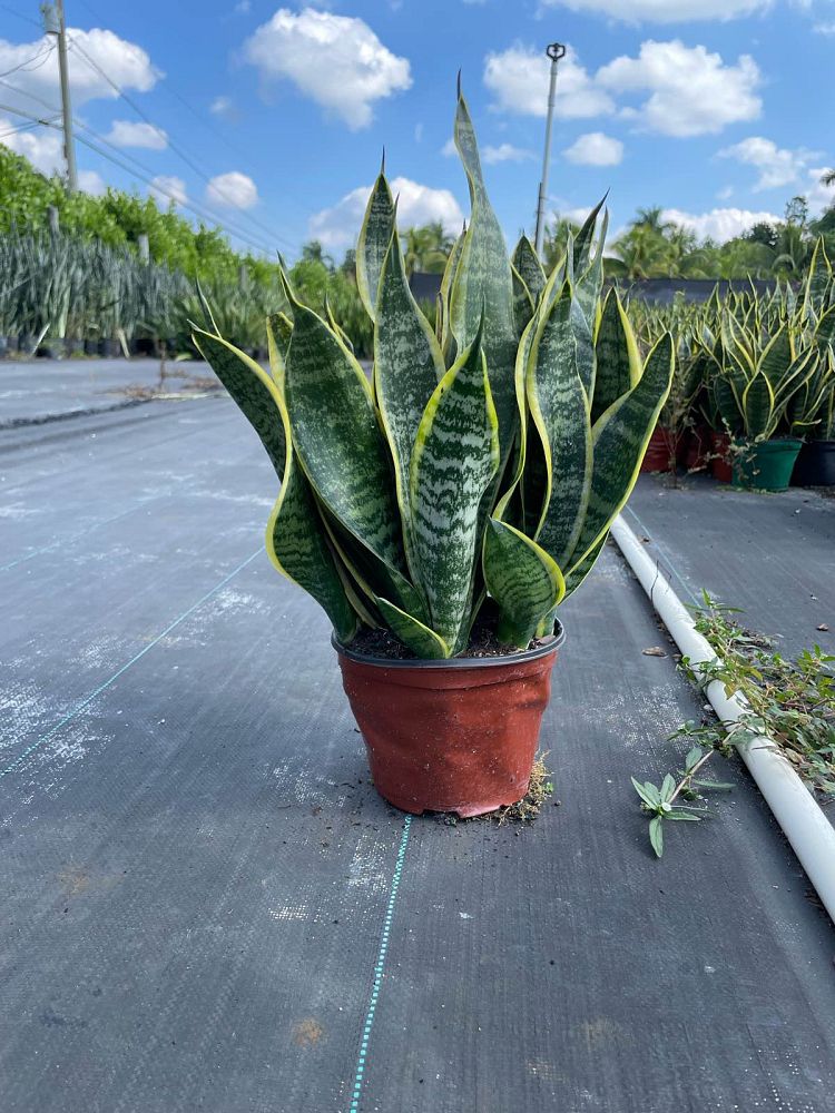 sansevieria-snake-plant-mother-in-law-s-tongue-bowstring-hemp