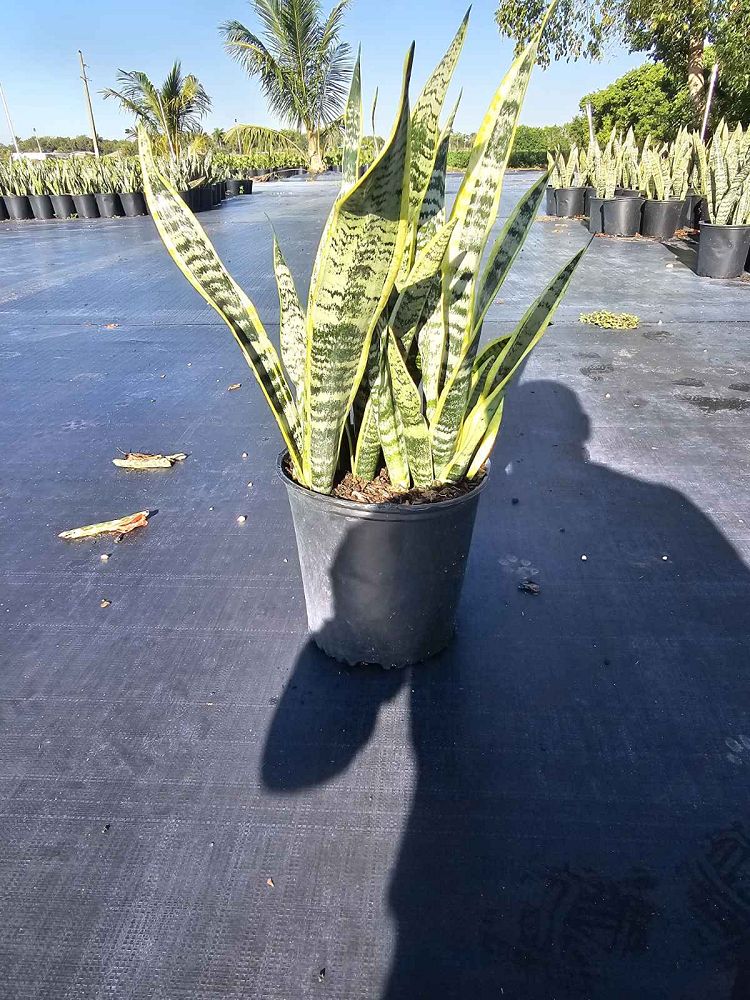sansevieria-snake-plant-mother-in-law-s-tongue-bowstring-hemp
