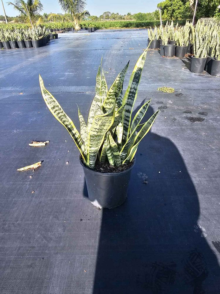 sansevieria-snake-plant-mother-in-law-s-tongue-bowstring-hemp