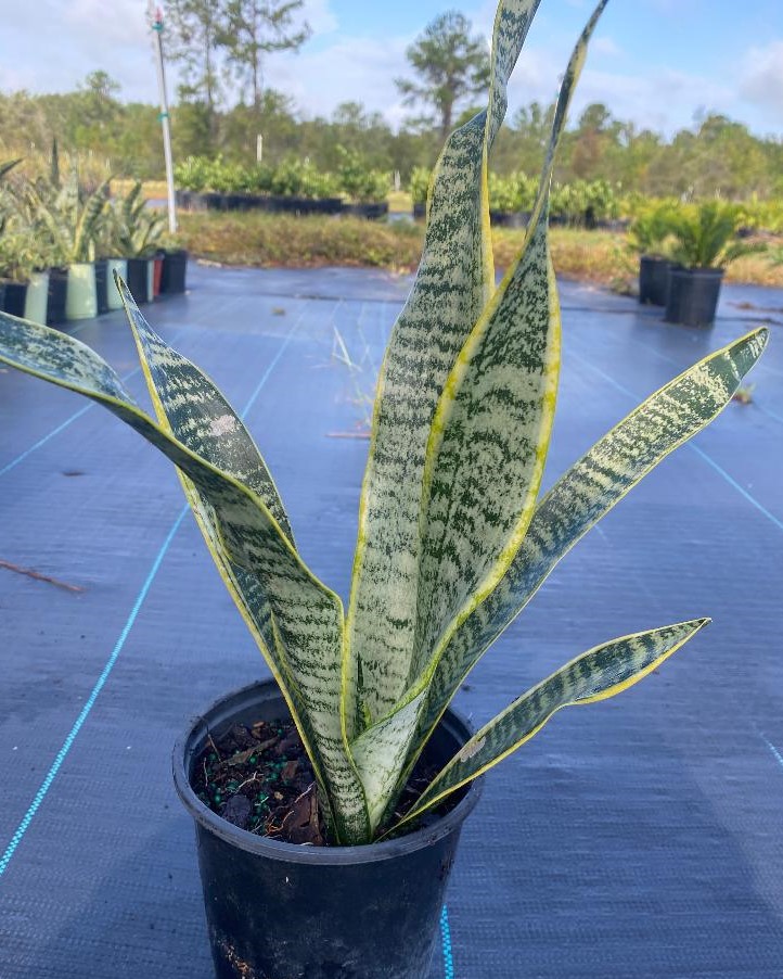 sansevieria-snake-plant-mother-in-law-s-tongue-bowstring-hemp