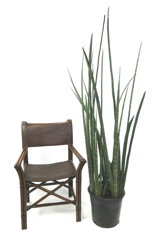 sansevieria-stuckyi-snake-plant-mother-in-law-s-tongue-bowstring-hemp