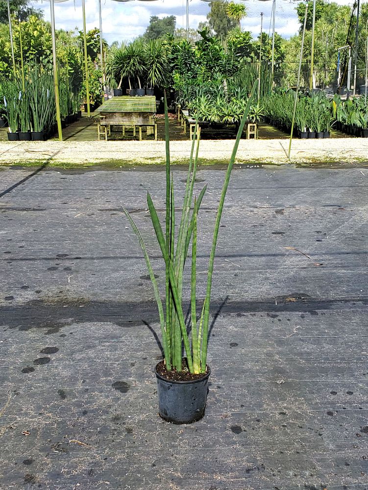 sansevieria-stuckyi-snake-plant-mother-in-law-s-tongue-bowstring-hemp