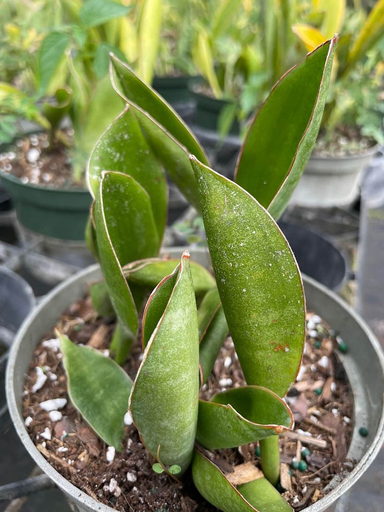 sansevieria-subspicata-concinna-snake-plant-mother-in-law-s-tongue-bowstring-hemp