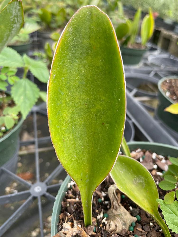 sansevieria-subspicata-concinna-snake-plant-mother-in-law-s-tongue-bowstring-hemp