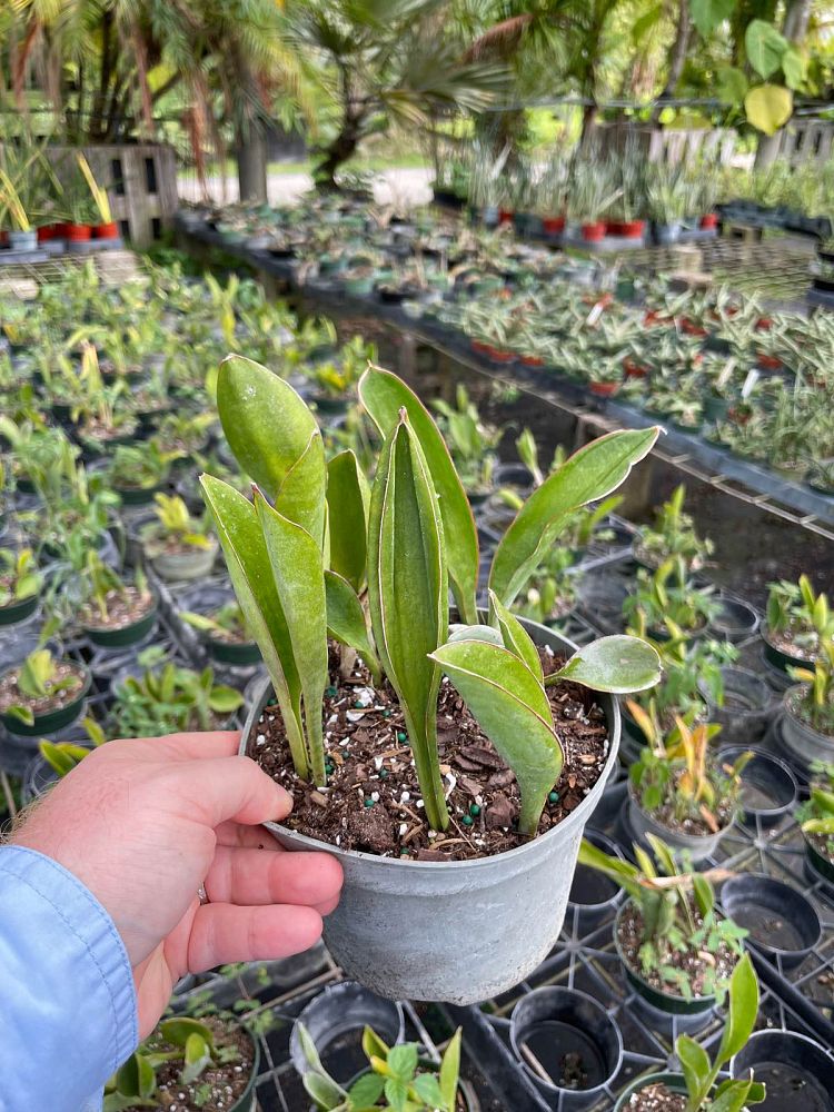 sansevieria-subspicata-concinna-snake-plant-mother-in-law-s-tongue-bowstring-hemp
