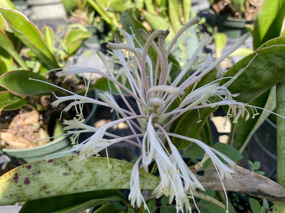 sansevieria-subspicata-concinna-snake-plant-mother-in-law-s-tongue-bowstring-hemp