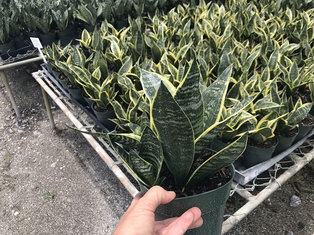sansevieria-superba-snake-plant-mother-in-law-s-tongue-bowstring-hemp