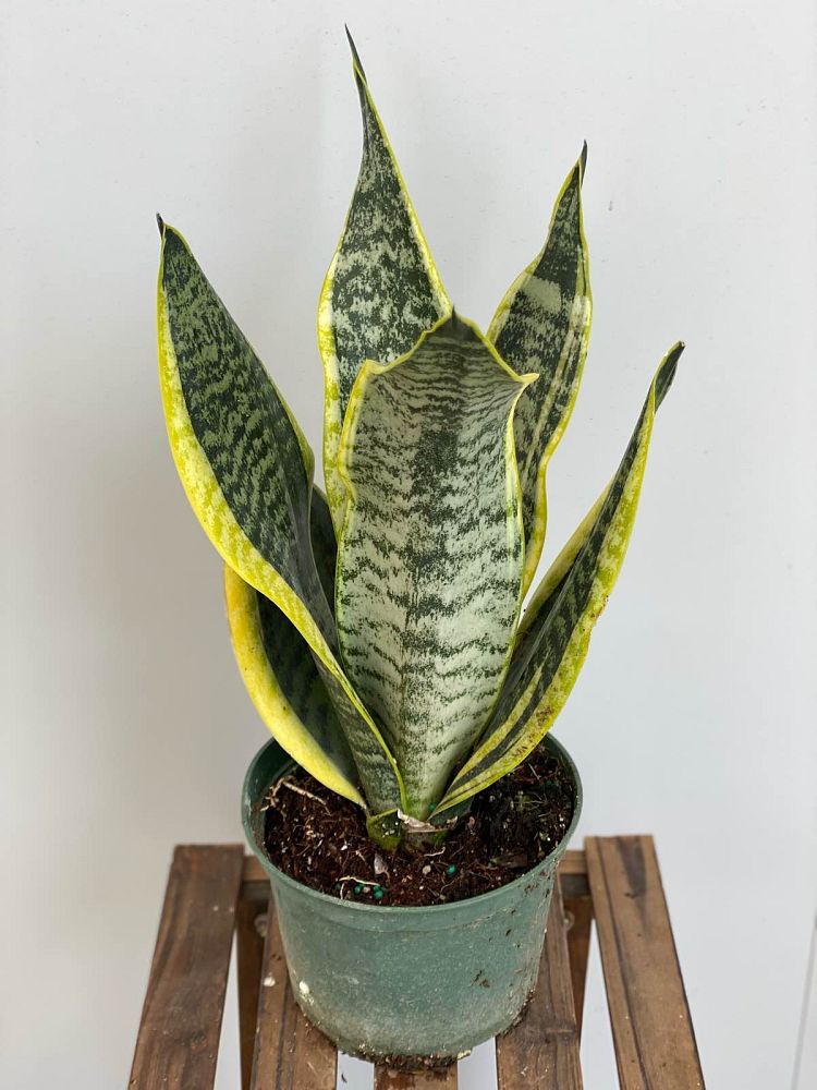 sansevieria-superba-snake-plant-mother-in-law-s-tongue-bowstring-hemp