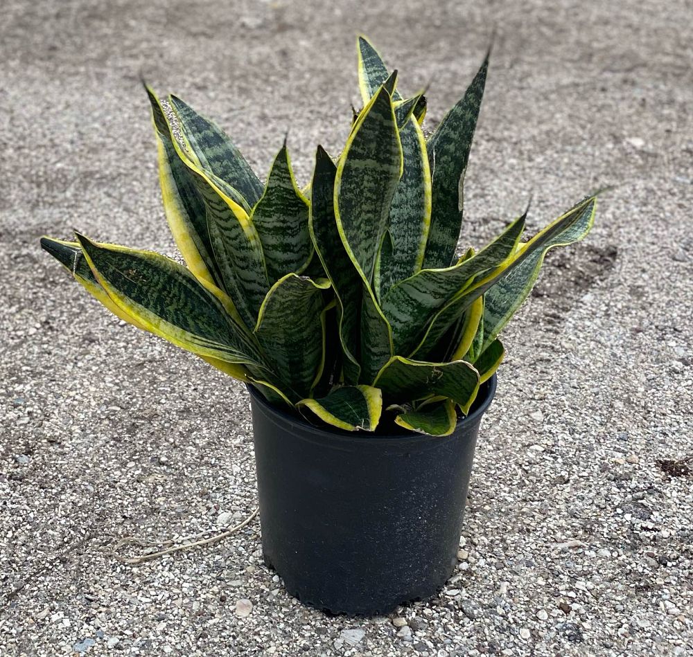 sansevieria-superba-snake-plant-mother-in-law-s-tongue-bowstring-hemp