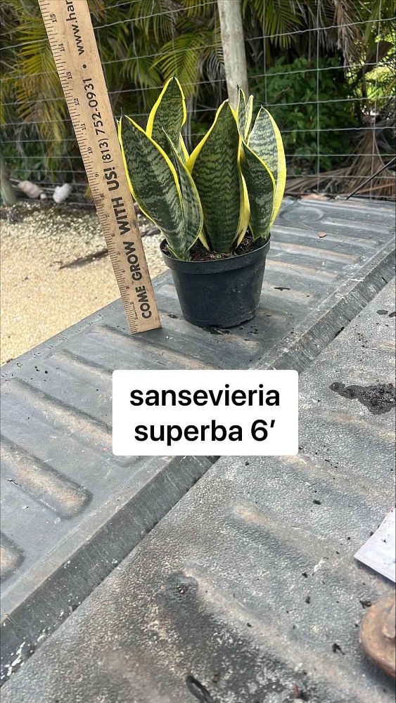 sansevieria-superba-snake-plant-mother-in-law-s-tongue-bowstring-hemp