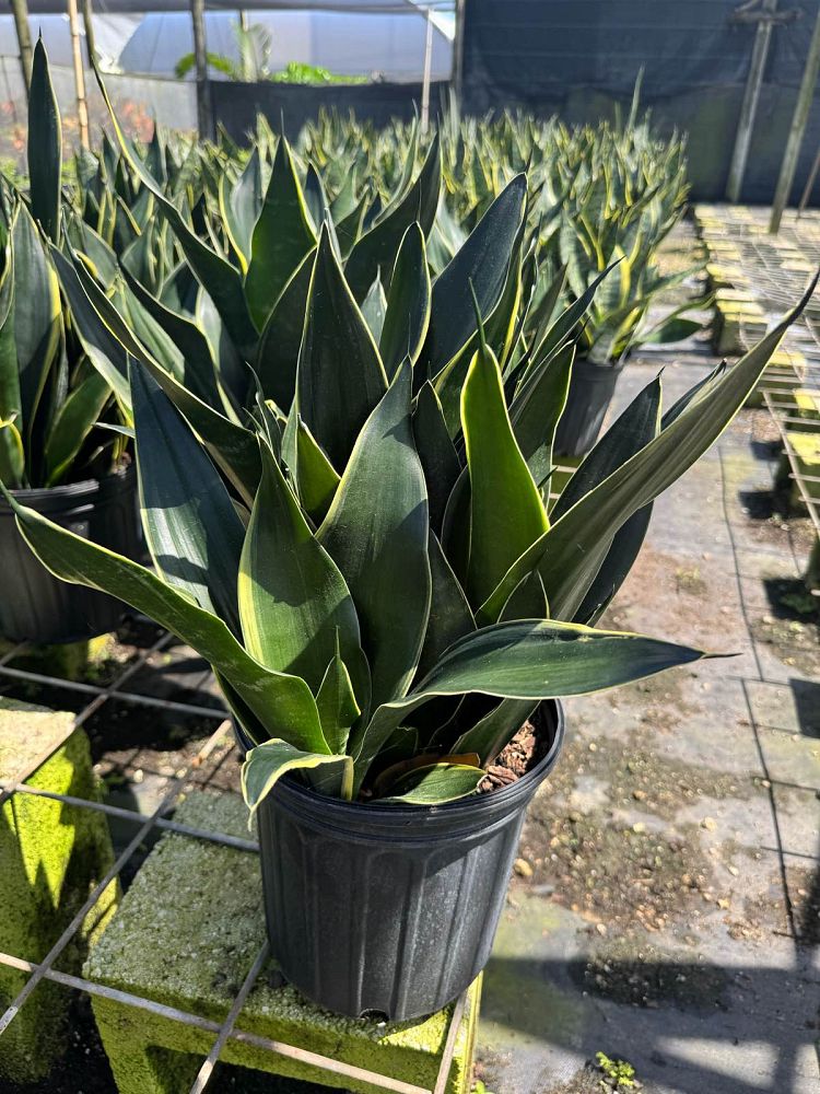 sansevieria-trifaciata-fabi