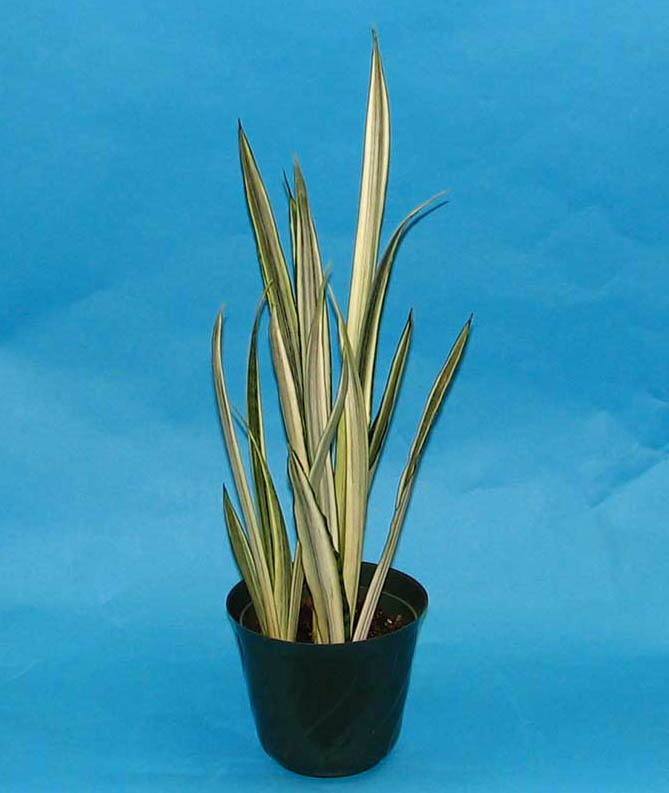 sansevieria-trifasciata-bantel-s-sensation-snake-plant-mother-in-law-s-tongue-bowstring-hemp